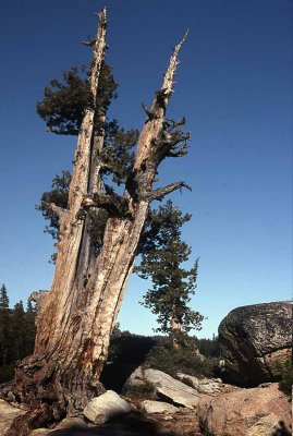 Sierra Juniper