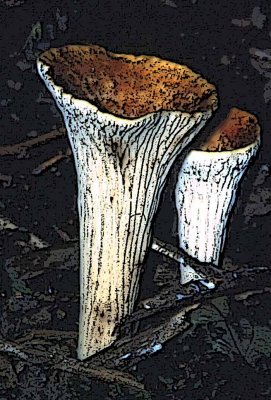 Arnolds Fungus