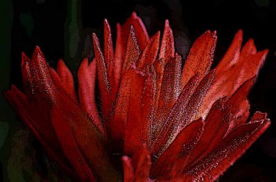 Indian Paint Brush