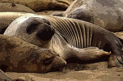 Elephant Seal