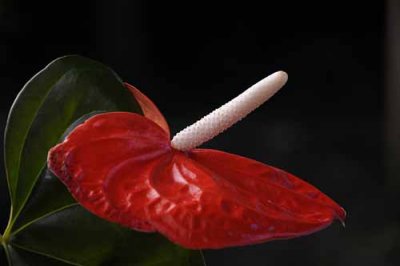Rain Forest Exotics