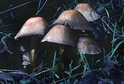 Fungi Family