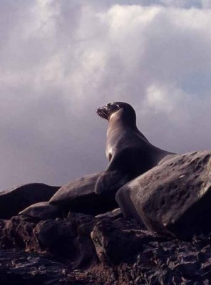 Gallapagos Fur Seal