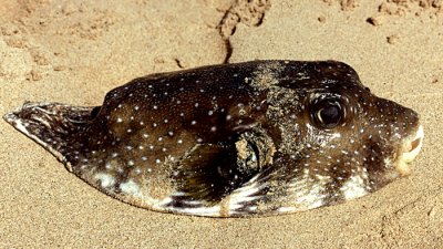 Hawaiian Puffer