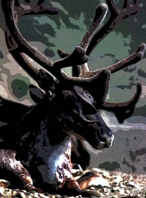 Alaskan Caribou