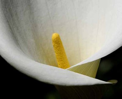 Cala Lily
