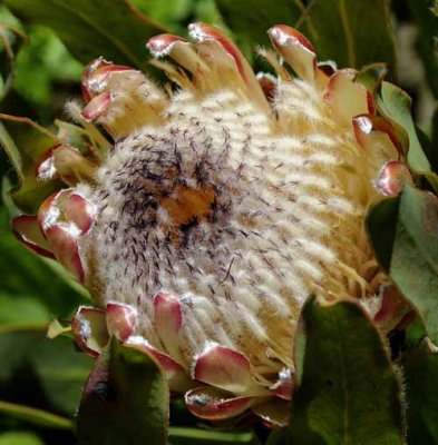 Flowers from Beyond the Backyard