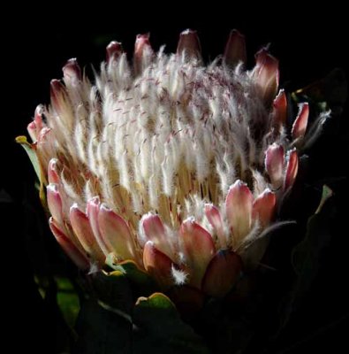 Flowers from Beyond the Backyard