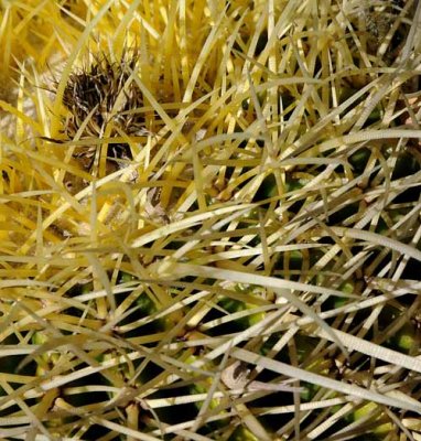 Succulents, Cactus & Other Spiny Plants