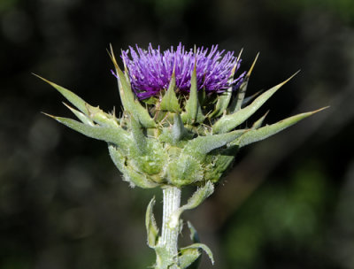 Wild Artichoke