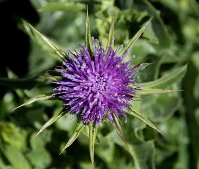 Wild Artichoke