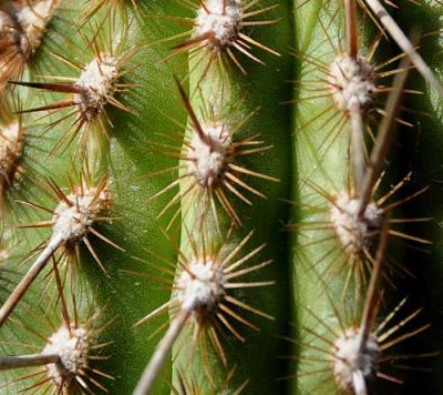 Succulents, Cactus & Other Spiny Plants