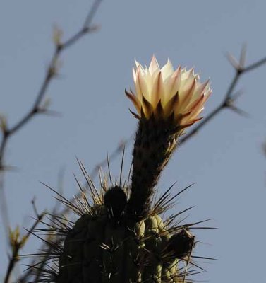 Succulents, Cactus & Other Spiny Plants