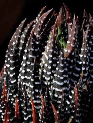 Succulents, Cactus & Other Spiny Plants