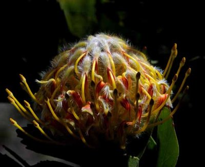 Flowers from Beyond the Backyard