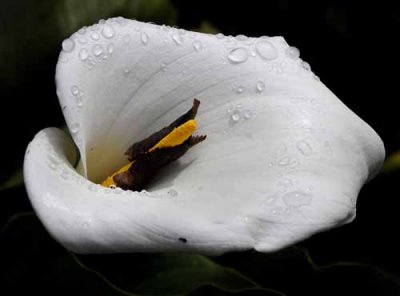 Cala Lily