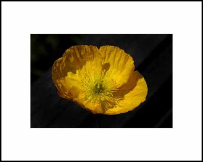 Wind Poppy