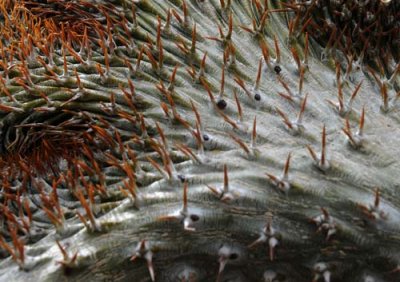 Succulents, Cactus & Other Spiny Plants