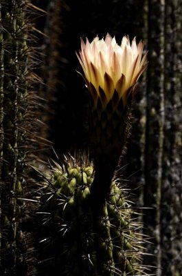 Succulents, Cactus & Other Spiny Plants