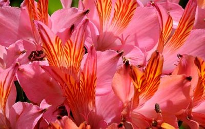 Flowers from Beyond the Backyard