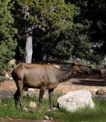 Grand Canyon National Park 40