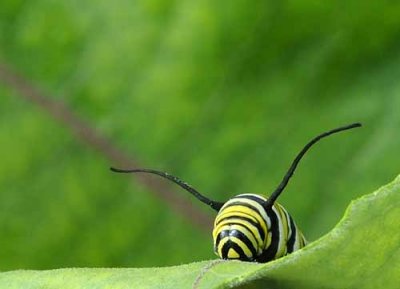 Those Bugs