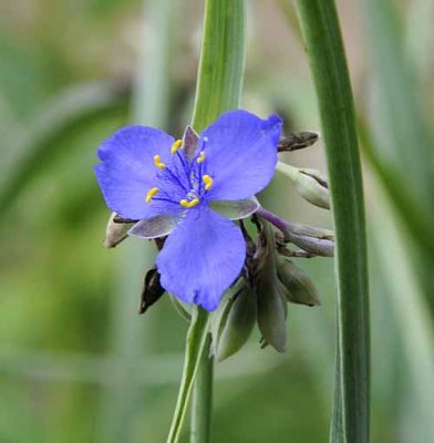 Michigan Wildflowers