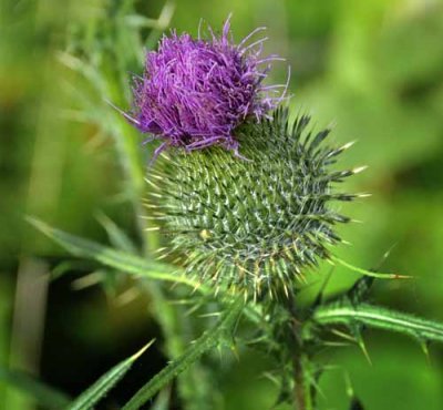 Michigan Wildflowers