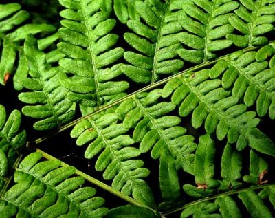 Forest Ferns