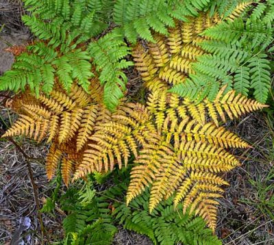 Forest Ferns