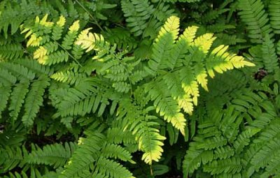 Forest Ferns