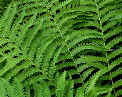 Forest Ferns