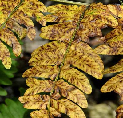 Forest Ferns