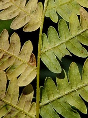 Forest Ferns