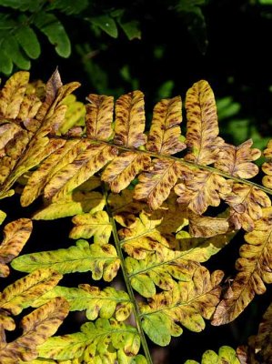 Forest Ferns