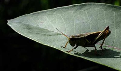 Those Bugs