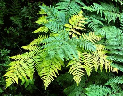 Forest Ferns