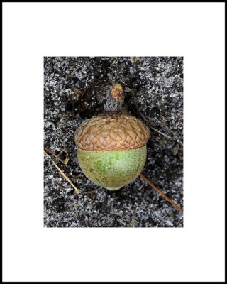 Acorn