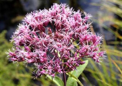 Michigan Wildflowers
