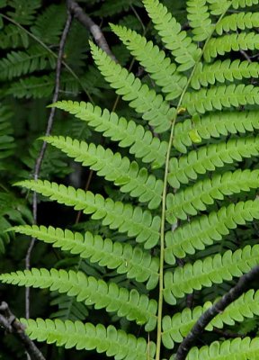 Forest Ferns