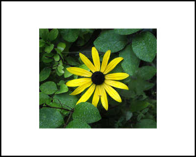 Black Eyed Susan