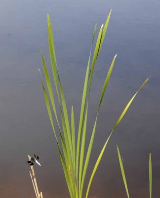 Robinson Lake Road Pond 03