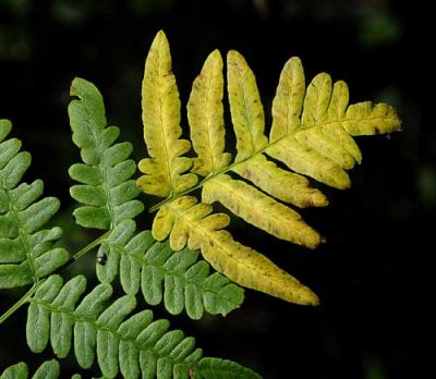 Forest Ferns