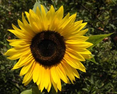 Summer Sunflowers