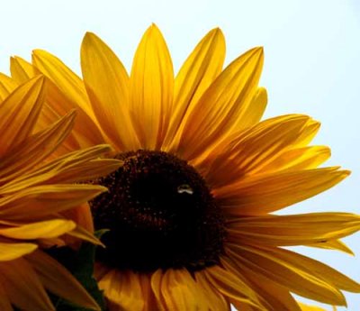 Summer Sunflowers