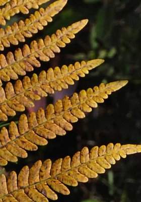 Forest Ferns