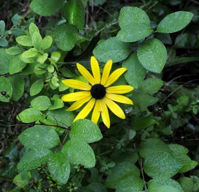 Michigan Wildflowers