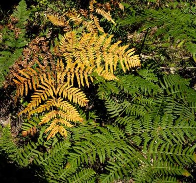 Forest Ferns