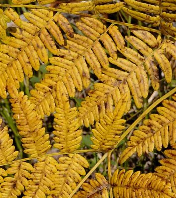 Forest Ferns