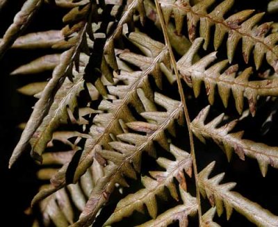 Forest Ferns